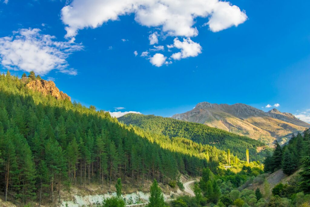 Explore a stunning mountain and forest view under a clear blue sky.