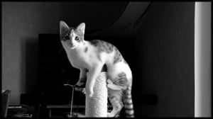 Chat illustrant la communication animale et les soins aux animaux