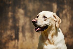 Chien illustrant les soins énergétiques et l’accompagnement des animaux