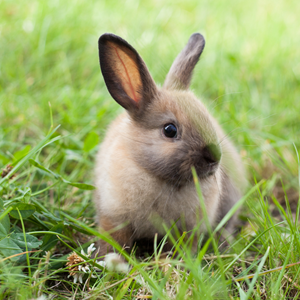 Lapin dans l’herbe illustrant les soins énergétiques pour animaux