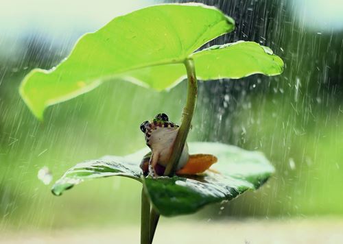 Grenouille abritée sous une feuille de nénuphar, symbole d’adaptation, de protection et de resilience